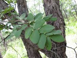 Image result for Paropsia brazzeana