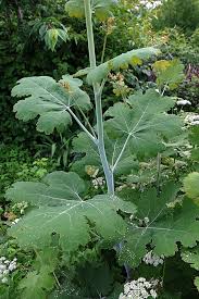 Image result for Macleaya