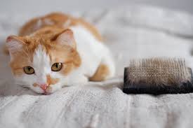 It can block a cat's digestive tract, preventing elimination and causing the cat to stop eating. Feline Hairballs Shallowford Animal Hospital