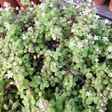 Image result for Crassula expansa