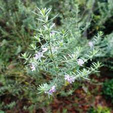 Westringia 'wynyabbie gem' is a hybrid between w. Westringia Wynyabbie Gem Divine Plants Online Shop