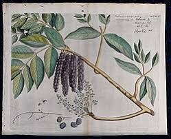 Image result for Lannea katangensis