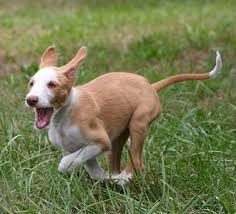 To learn more about each adoptable dog, click on the i icon for some fast facts, or click on their name or. Ibizan Hound Info Temperament Training Diet Puppies Pictures