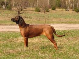 Image result for bavorský barvář