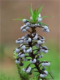 Image result for Melanospermum