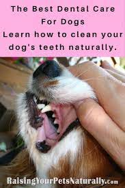 material dental care tips home remedies oralhealththerapist dentalcaretipskids dog toothpaste dog teeth dog dental cleaning