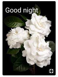 Pin By Ronda On Good Night Flowers Easy To Grow Houseplants Plants