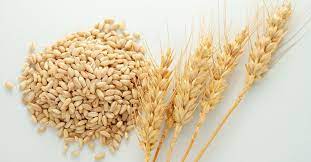 We did not find results for: Orzo Tre Ricette Invernali