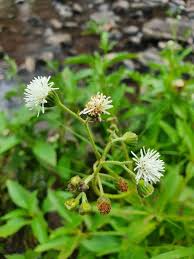 Image result for Adenostemma