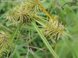 Image result for Cyperus maculatus