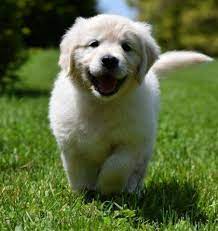 A purebred golden retriever puppy from a reputable breeder in the usa may cost you between $1,500 and $2,500. English Cream Golden Retriever Puppies Parents Health Tested For Sale In Louisville Kentucky Classified Americanlisted Com