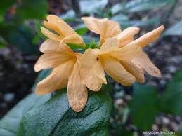 Image result for Crossandra puberula