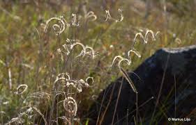 Image result for Ctenium concinnum