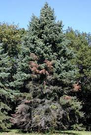 Most likely several other evergreen around iowa are showing brown tips and/or needles, at this time of the year most likely is just winter dessication. Spruce Diseases The Morton Arboretum