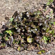 Image result for Bewsia