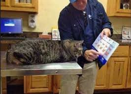 a veterinarian showing a cat how fat he is album on imgur