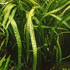 Cryptocoryne wendtii is one of the most common and widely used aquarium plants available today. Cryptocoryne Crispatula Var Balansae Grosser Genoppter Wasserkelch