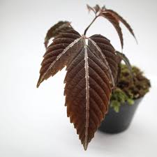 Image result for Leea