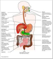 Organ locations in the body from the back relative location in the anatomical position: Digestive System Facts Function Diseases Body Organs Diagram Human Body Organs Human Body Organs Anatomy