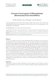 Image result for Monanthotaxis parvifolia