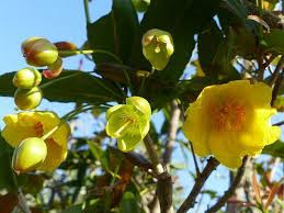 Image result for Ochna natalitia