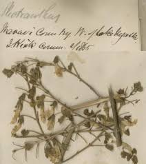 Image result for Coleus kapatensis