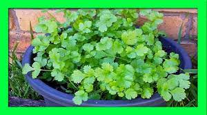 How To Grow Coriander From Cuttings And Roots Youtube