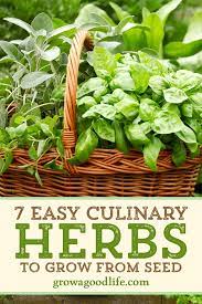 Maybe you would like to learn more about one of these? Growing Herbs 7 Herbs To Start From Seed