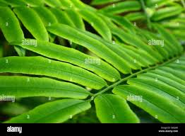 Image result for Marattiaceae