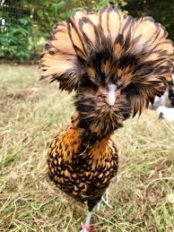 They became a popular bird in france, then started appearing in the united states around the 1830's. Golden Laced Polish Chicks For Sale Cackle Hatchery