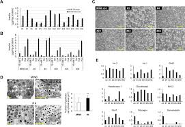 In contrast, continuous (or immortalized) cell lines have infinite replicative capacity. Establishment Of A Long Term Stable B Cell Line And Its Application To Analyze The Effect Of Gcg Expression On Insulin Secretion Scientific Reports