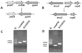 Check out their videos, sign up to chat, and join their community. Marine Drugs Free Full Text Construction Of Escherichia Coli Mutant With Decreased Endotoxic Activity By Modifying Lipid A Structure Html