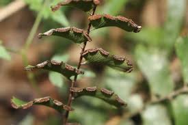 Image result for Adiantum soboliferum