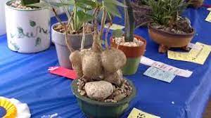The haul of cacti and succulents included at least eight endangered and threatened species. San Diego Cactus Succulent Society Winter Show 2019 Pt 3 3 Youtube