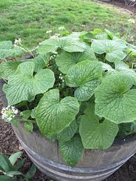 This is because wasabi needs a humid, temperate environment, and so the growing conditions need to be just right! You Can Grow Wasabi In Your Back Yard The Wasabi Store