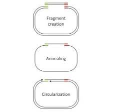 Post the definition of ligase to facebook share the definition of ligase on twitter. Ligase Free Cloning Jena Bioscience