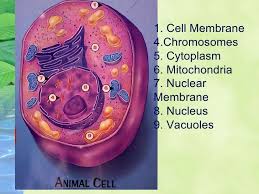 Maybe you would like to learn more about one of these? Animal And Plant Cells