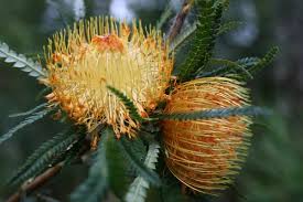 A flower, sometimes known as a bloom or blossom, is the reproductive structure found in flowering plants (plants of the division magnoliophyta, also called angiosperms). Native Flower Bouquets A Month By Month Guide Wedding Guide Blog