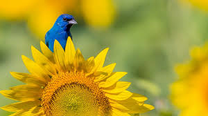 We did not find results for: Unlikely Gardeners Animals With Accidental Green Thumbs Farmers Almanac
