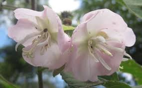 Image result for Dombeya burgessiae