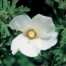 White hibiscus adds a splash of white tropical color when in bloom, creating an elegant contrast with the dark green foliage that you have to see to believe! Native White Hibiscus