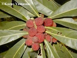 Image result for Myricaceae