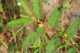 Image result for Chamaecrista parva