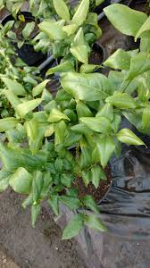 You may experience this problem at any time of the year, but it's most likely to happen during very hot summer days and long stretches without any rain. Lemon Tree Reverse Leaf Curl 397350 Ask Extension