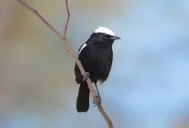 Image result for Scepocarpus hypselodendron