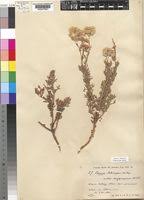 Image result for Erigeron schimperi