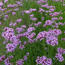 Verveine De Buenos Aires Verbena Bonariensis Une Grande Vivace Legere En 2020 Verveine De Buenos Aires Verveine Vivaces