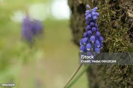 Image result for Hyacinthaceae