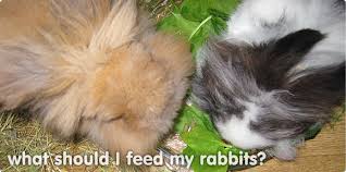 But sometimes she comes up to me and runs around my feet and nibbles my clothes and flolops next to me so i think she loves me. What Do Rabbits Eat What Should I Feed My Bunny