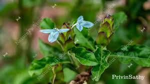 Image result for Ecbolium hastatum